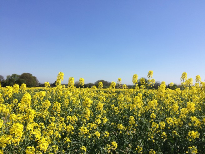 Rape fields 1