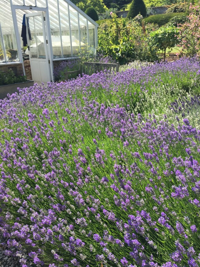 Goodnestone lavender
