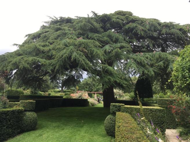 Hidcote tree
