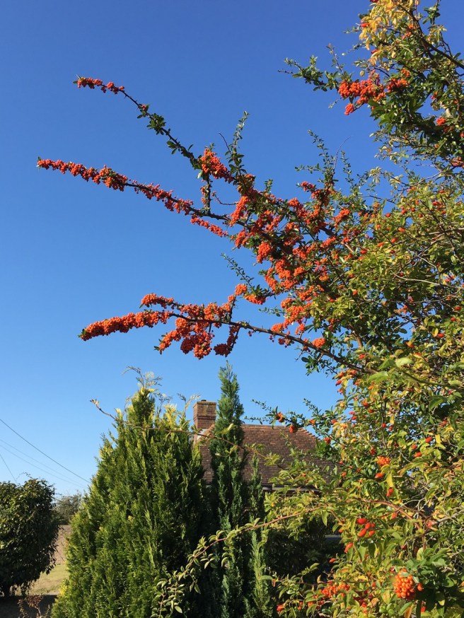 Autumn berries